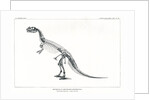 ‘Ceratosaurus nasicornis’ by Unknown